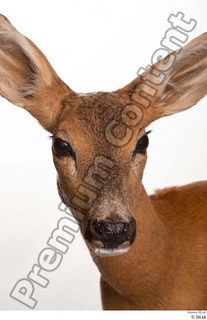 Deer Doe 2 head 0007.jpg